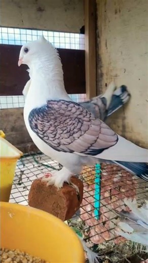 satin pigeon ka biutiful joda #pigeon #pigeonlaver #bird #shots #gaming #gamepigeon #pigeonwings