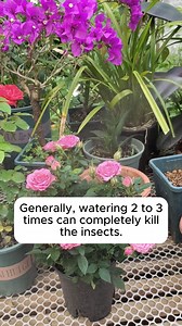 Irrigation water kills all types of pests #backyardgardening #gardeninglife #vegetablegardening #vegetablegarden #gardeningtips #gardeninglove #organicgardening #gardensofinstagram #gardenideas #urbangardening #gardeningistherapy #gardeninggoals #homegardening #gardeninspiration #lovegardening #gardeningisfun #countrygarden #veggiegarden #happygardening | Garden For Life