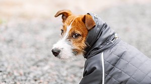 Should my dog wear a coat in the winter? 7 dog breeds that need extra protection - Netmums