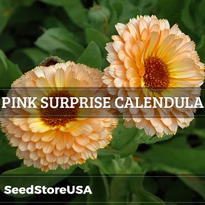 Pink Surprise Calendula Seeds | Calendula Officinalis | Non-gmo | Flower Seeds | Seed Store | 1204 - Etsy