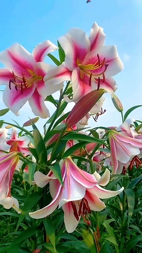 17K views · 101 reactions | Lilium longiflorum often called the...