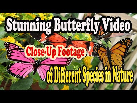 "Stunning Butterfly Video: Close-Up Footage of Different Species in Nature"