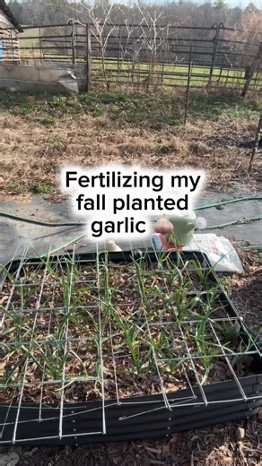 Want bigger garlic bulbs? Feed them THIS in early spring 🧄 | Garlic Tips And Tricks