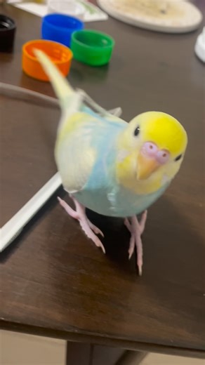 まるです。 on Instagram: "今日のまるちゃん。 紙と戯れる。 キメ顔まで完璧すぎて笑いました😆 主「おもちゃでも遊ばない？」 まる「紙が最強です。」 そうですか🥹 …いつかでいいので、おもちゃ編もお願いします😂 Today’s Maru-chan. The professional paper-playing parrot is going strong today too 👏 That perfect pose made us laugh 😆 Owner: “Don’t you want to play with your toys?” Maru: “Paper is the best.” …Someday, whenever you feel like it, we’d love to see the toy version too 😂 #birdsofinstagram #cutebird #セキセイインコ#インコおもちゃ#まるちゃん"