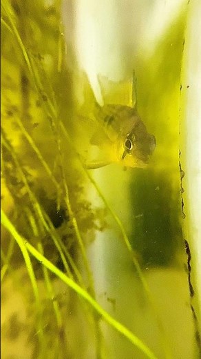 Up Close with a Bolivian Ram 😍 | Macro Aquarium Shots #plantedtank #bolivianram #cichlids