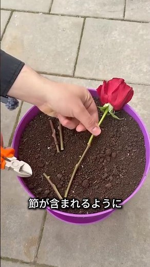 You can propagate them using roses and carrots. You're missing out if you don't know this!