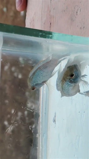 Blue Acara fish pair is now available 🔊 #aquariumfishmarket #aquarius #fish