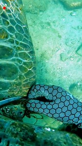 909K views · 10K reactions | Amazing ❤️ | Bolivia Gastronomica Sucre | Facebook