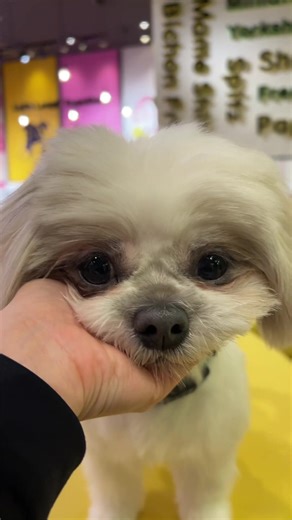 3.2 GO！📣💓 たまちゃん×ゆなスタッフ 尊さ全開ショットお届けです🥰 たまちゃん、 新トリック《あごのせ》を特訓中📚✏️ 成功の瞬間、 ぜひ現地で見届けてください♪ 📍ここはどこ？ いぬカフェRio廿日市店🐕💕 予約不要でフラッとお越しいただけます！ ・ ・ 🍀どんなカフェ？ ○小型〜中型犬中心、優しい子ばかり！ ○Wi-Fi完備＆清潔空間でゆったり過ごせる！ ○座れる場所もたくさん、ひと休みにぴったり！ ○気品ある子もいれば、全力で遊びたがる子も！ ・ ・ 【いぬカフェRio廿日市店】 〒738-0023 広島県廿日市市下平良2丁目2-1 ゆめタウン廿日市2階 🚃JR宮内串戸駅〜ゆめタウン行きバス有り 🚶‍♀️廿日市市役所前駅から徒歩約20分 ☎0829-30-0055 🈺10:00~20:00(19:45最終受付) #いぬカフェ #犬のいる生活 #シーズー #fyp