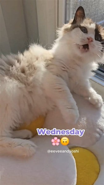 18K views · 989 reactions | A week of squeaks | Eevee and Yoshi, Ragdoll cats | Facebook