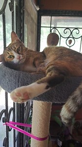 4.3K views · 1.4K reactions | Adorable cat Serena girl wants to play with Daddy - Cute cat playing #kittenplay #kittens #cats #of #kitten #kittensofinstagram #cat #catsofinstagram #kittenlove #instagram #world #catlife #catstagram #catlovers #kittenlovers #catlover #kittenlife #petplay #kitty #ddlg #kittenplaycommunity #kittycat #bdsm #littlespace #cute #meow #catoftheday #bdsmcommunity #kittenoftheday #mdlb | The CAT Diaries | Facebook