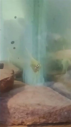 angel fish#fish #exoticaquariumfish #aquariumfish