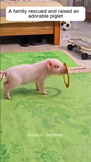 A family rescued and raised an adorable piglet