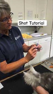 How to Give a Kitten a Convenia Injection: Step-by-Step with Kathy's Kattery