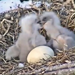 Bald eagle chicks fighting #eagle #birds #eagles #nature #bird #wildlife #baldeagle #birdphotography #wildlifephotography #birdsofinstagram #photography #birdsofprey #art #naturephotography #eagletattoo #f #raptors #tattoo #animals #raptor #birdofprey #usa #love #america #eaglesofinstagram #animal #falconry #hawk #falcon #boise | Bird world