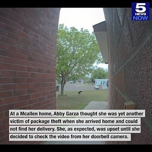 21K views · 343 reactions | 5 NEWS NOW: A dog is caught on camera stealing packages from McAllen residence. Ends up he's a repeat offender. FULL STORY: https://www.krgv.com/news/dog-caught-on-camera-stealing-packages-from-mcallen-residence | KRGV | Facebook