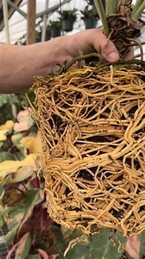 12K views · 64 reactions | Did you know roots form differently when...