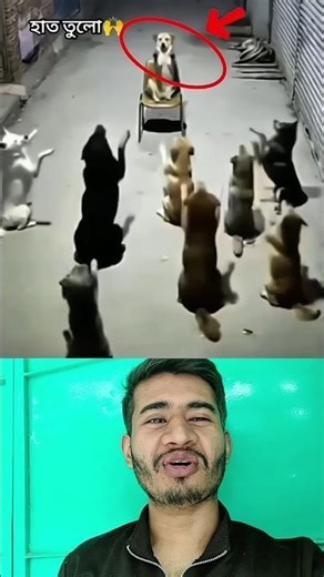 Dog’s Picnic Planning Meeting 🐶🍃 | Cute Short Video #shorts #shortvideo #viralvideo