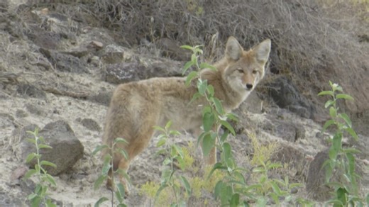 Idaho Fish and Game advises to watch dogs following coyote attack
