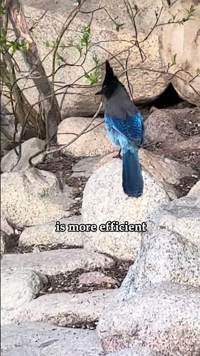Why do some birds walk while others hop?