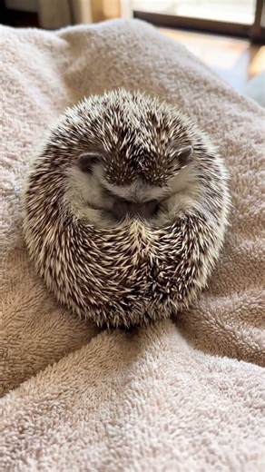Hedgehog.exe has stopped working... 🦔💻 #funnyanimals #hedgehog