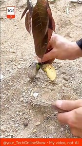 PLANTS IN SECONDS 🌱 secret of the mango seedling 😲#crafts #skills #agriculture #mango #shorts