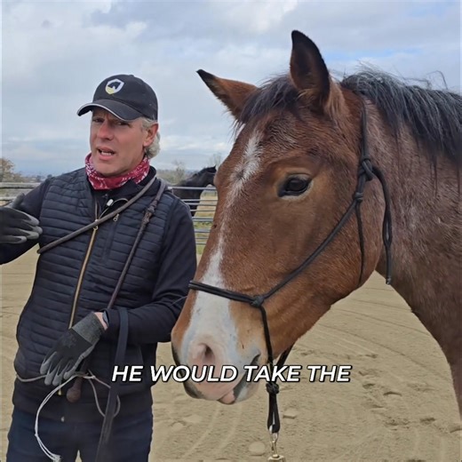 Remember when this horse's canter transition was explosive? Now, he's chill throughout. He floats in and out of the canter, regulated and calm. It's nice to walk after cantering; it helps with that emotional regulation. #HorseTraining #EmotionalRegulation #Canter #HorsebackRiding #Equestrian | Mastery Horsemanship