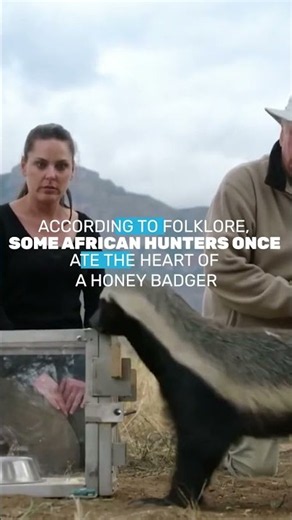 Honey Badger: Small Animal, Legendary Courage 🦡🔥