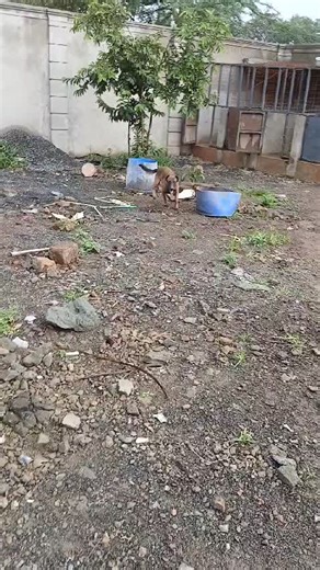 springboard vet on TikTok