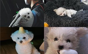 看点黛咖喱！整理了钟辰乐的狗狗daegal的照片和视频！太可爱啦