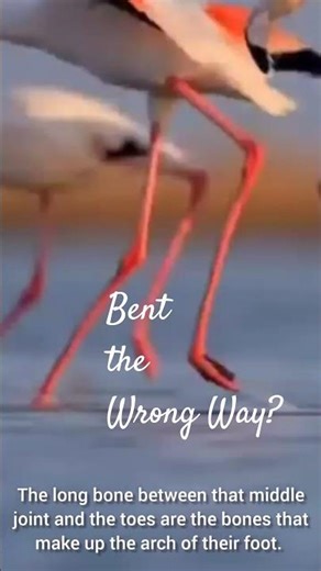 "How can a knee bend backwards? 😲Think again!"