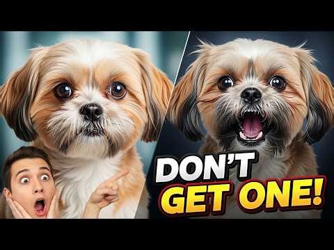 Before You Get a Lhasa Apso… Watch This First!