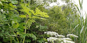 Are you at risk from Giant Hogweed?