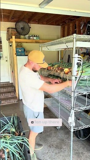 How to cure onions for long term storage #curingonions #garden #gardening
