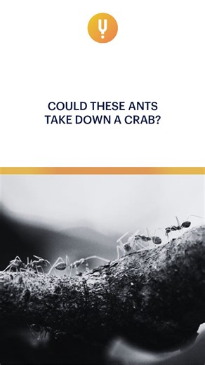 Curiosity Stream on Instagram: "Never underestimate the power of a united colony! Individually, these ants are tiny—but together, they’re unstoppable. Watch as a swarm of ants overpowers a crab many times their size. Using teamwork, coordination, and sometimes venom or powerful bites, they show that size doesn’t always equal strength. Nature’s ultimate lesson in Power by Numbers! 📺 Stream Wild Summer School on #CuriosityStream. Link in bio! . . . #WildSummerSchool #CuriosityStream #WatchAndWond