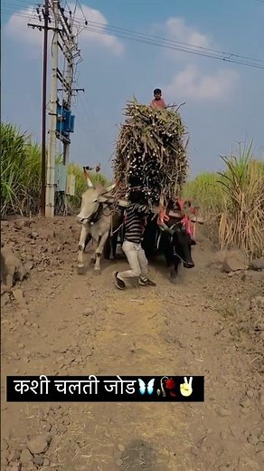 बैलगाडी ऊस वाहतूक 🥺गोड साखरेचि कडू कहाणी 😭खुप हाल आहेत ह्या बैलांचे 🥺#शेतकरी
