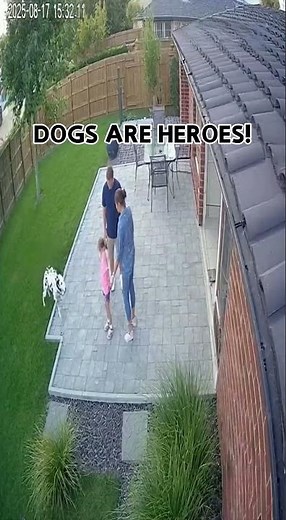 Dogs Saving Humans: Moments That Will Break You #shorts