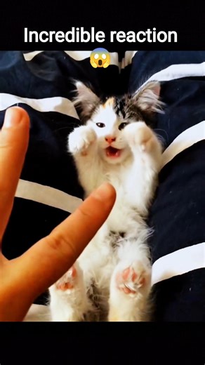 Cutest Cat Reaction Ever! 😻🐱 Wait For The Surprise! #shorts #cutecats #cats #catworld #kitty #meme