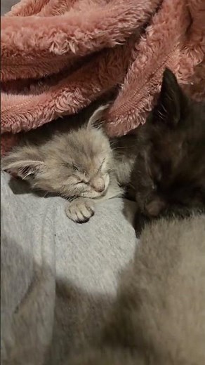 Sleepy Baby Kittens Are the Cutest Thing You'll See Today