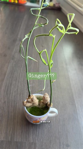 Discover the Benefits of Ginger Infused Water