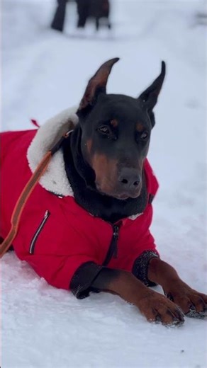 Леди в красном #80smusic #doberman #доберманы #dogs #собака #доберман #dobermanplanet #dogshorts