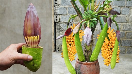 Growing Bananas and Bottle Gourds Using One Method United States Europe | H&H Gardening Tips