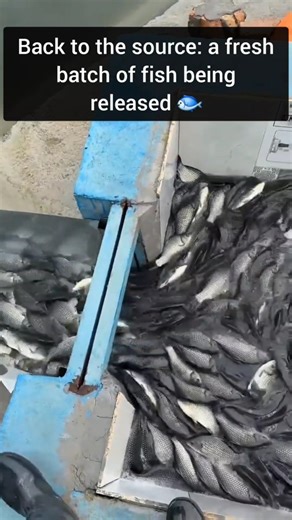 Science, Technology & Engineering on Instagram: "This video showcases a man transferring live fish from a holding container into a pond, likely as part of a commercial fish farming operation. The fish, densely packed in the container, are actively swimming as they are released into the water, creating a visually dynamic and satisfying scene. The surrounding area appears to be an outdoor aquaculture facility with ponds designed for fish farming. #FishFarming #Aquaculture #FishRelease #CommercialF