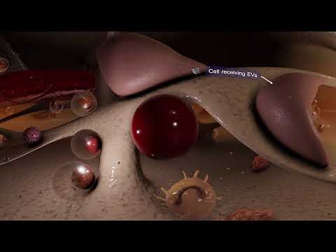 Extracellular Vesicles - the cells' secret messengers - Scientific version