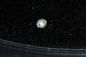 The animal that refuses to die: meet the creature that keeps resetting its biological clock