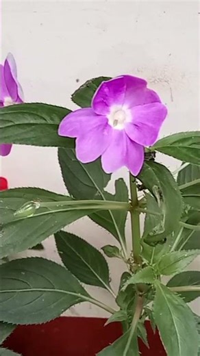 🥀🥀flovarsgardan🥀🥀 #flowers #shorts #flowers #shortsviral