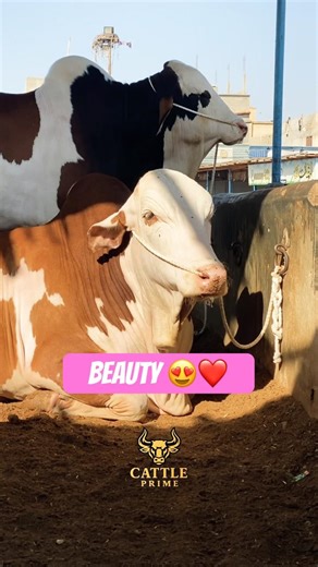 Karachi Cow Mandi | Malir Mandi #short #shorts #ytshorts #shortvideo #shortsfeed #cow