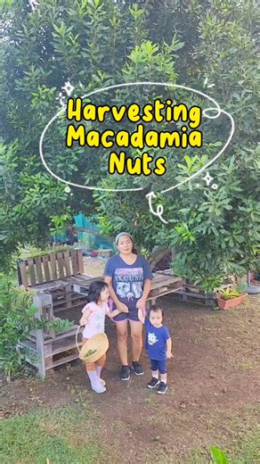 Macadamia is the most expensive nuts in the world. Native to Australia, these nuts are prized for their rich, creamy taste and texture, but their harvesting process is time-consuming and labor-intensive. #plantitalyninoz #kahalaman #macadamia #harvest | Plantita Lyn in Oz