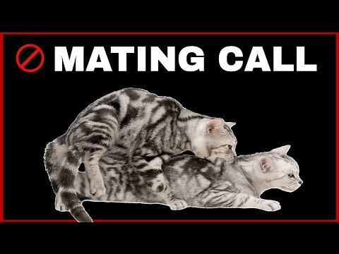 Female Cat In Heat Sounds | Mating Call