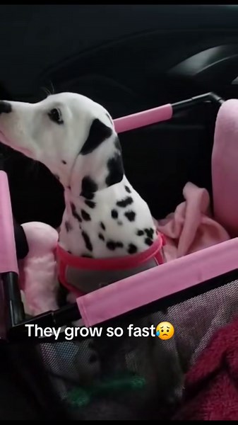 Dogs Being Goofy – Guaranteed to Make You Smile!